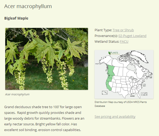 Acer macrophyllum Plant Record