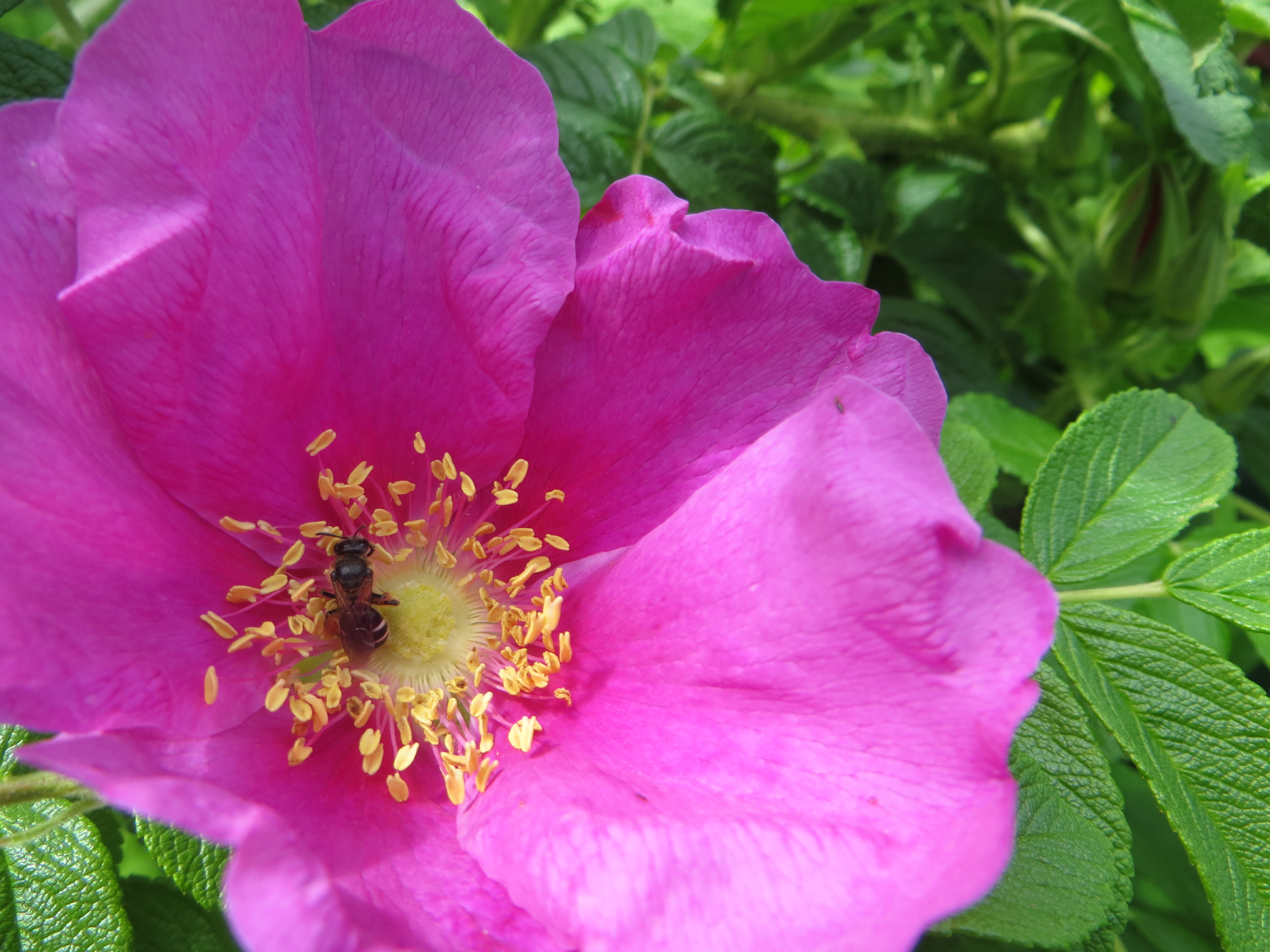 Rosa rugosa