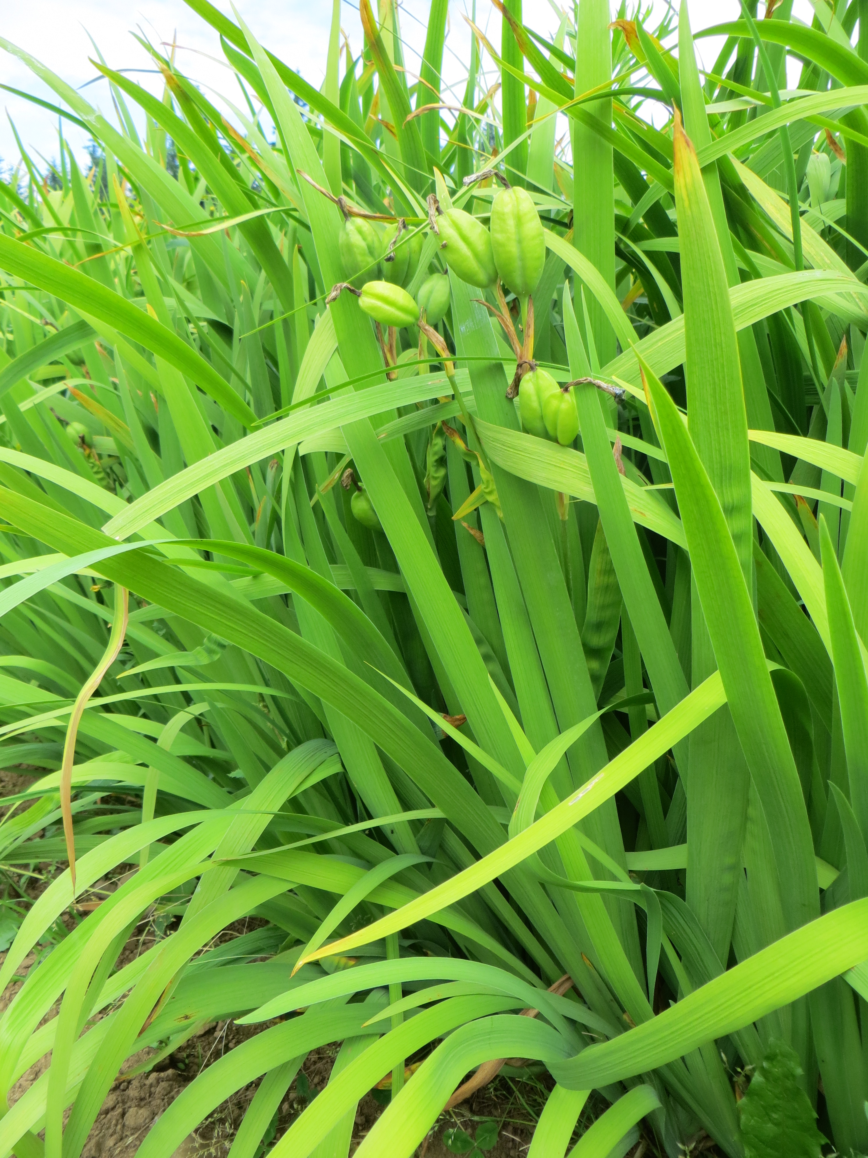 Iris setosa